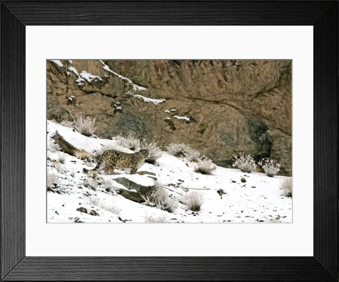 Framed Print : Snow Leopard - in wild - Rumbak trans Himalaya - Ladakh - J & K India