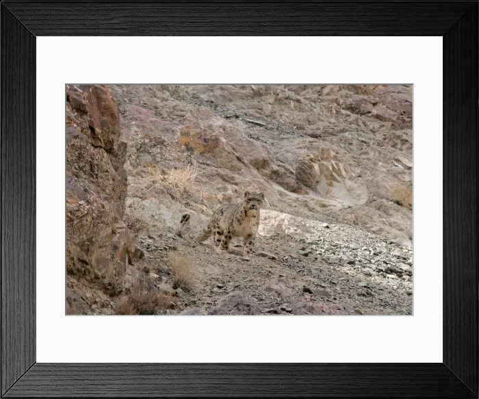 Framed Print : Snow Leopard - in wild - Rumbak trans Himalaya - Ladakh - J & K India Framed Print : Snow Leopard - in wild - Rumbak trans Himalaya - Ladakh - J & K India