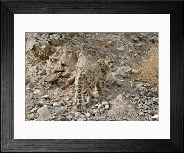 Framed Print : Snow Leopard - in wild - Rumbak trans Himalaya - Ladakh - J & K India Framed Print : Snow Leopard - in wild - Rumbak trans Himalaya - Ladakh - J & K India