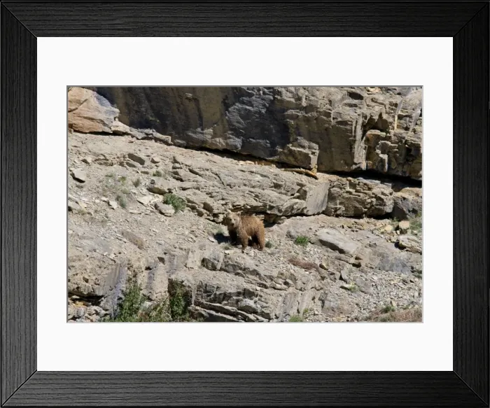 Framed Print : Brown Bear - in wild - Zanskar - Jammu & Kashmir - India Framed Print : Brown Bear - in wild - Zanskar - Jammu & Kashmir - India