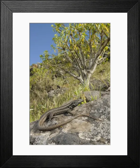 Framed Print : Boettger's Lizard - female in habitat - La Gomera - Canary Islands Framed Print : Boettger's Lizard - female in habitat - La Gomera - Canary Islands