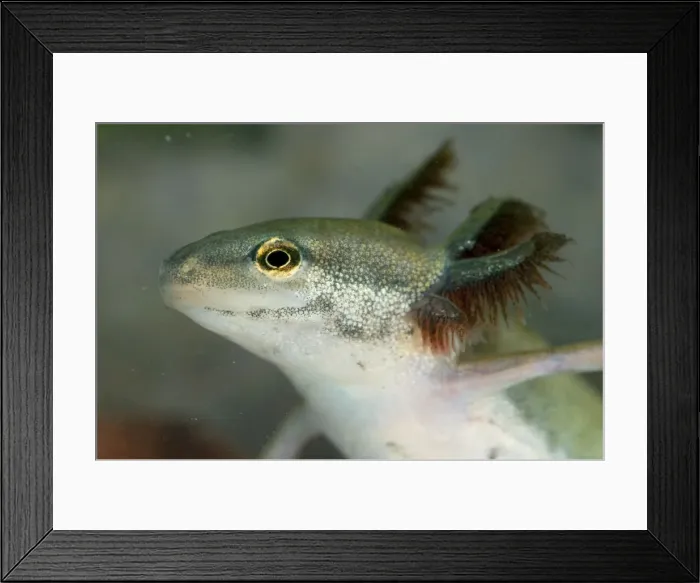 Framed Print : Common Newt - neotenic female - Italy Framed Print : Common Newt - neotenic female - Italy