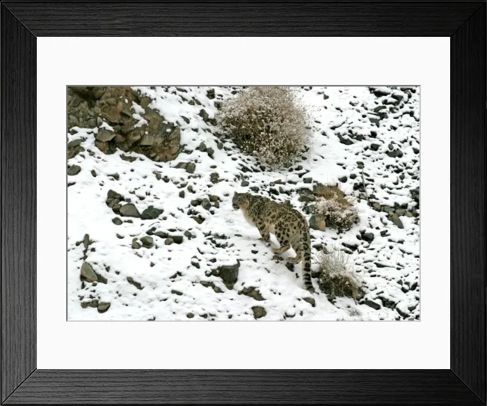 Framed Print : Snow Leopard - in wild - Rumbak trans Himalaya - Ladakh - J & K India Framed Print : Snow Leopard - in wild - Rumbak trans Himalaya - Ladakh - J & K India