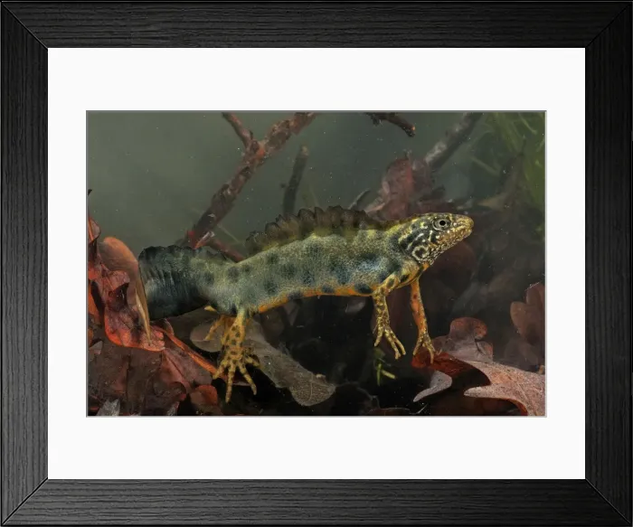 Framed Print : Italian Crested Newt - in habitat - Italy Framed Print : Italian Crested Newt - in habitat - Italy