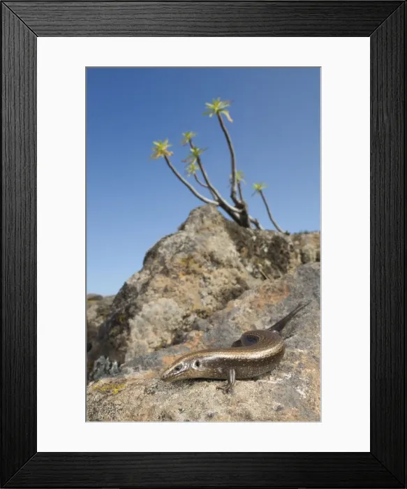 Framed Print : West Canary Skink - basking on the rocks - La Gomera - Canary Islands Framed Print : West Canary Skink - basking on the rocks - La Gomera - Canary Islands