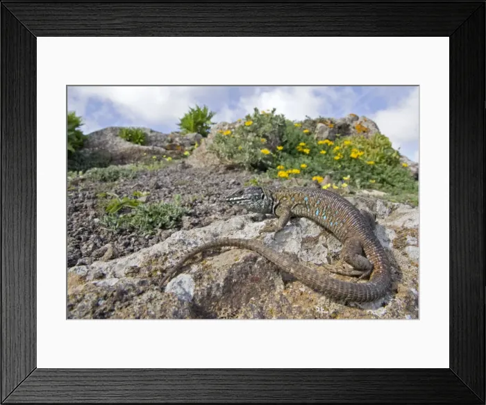 Framed Print : Atlantic Lizard - Fuerteventura - Canary Islands Framed Print : Atlantic Lizard - Fuerteventura - Canary Islands