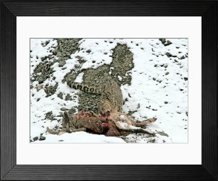 Framed Print : Snow Leopard - in wild - feeding on male Bharal (Pseudois nayaur) kill - Rumbak valley - Ladakh - J & K India Framed Print : Snow Leopard - in wild - feeding on male Bharal (Pseudois nayaur) kill - Rumbak valley - Ladakh - J & K India