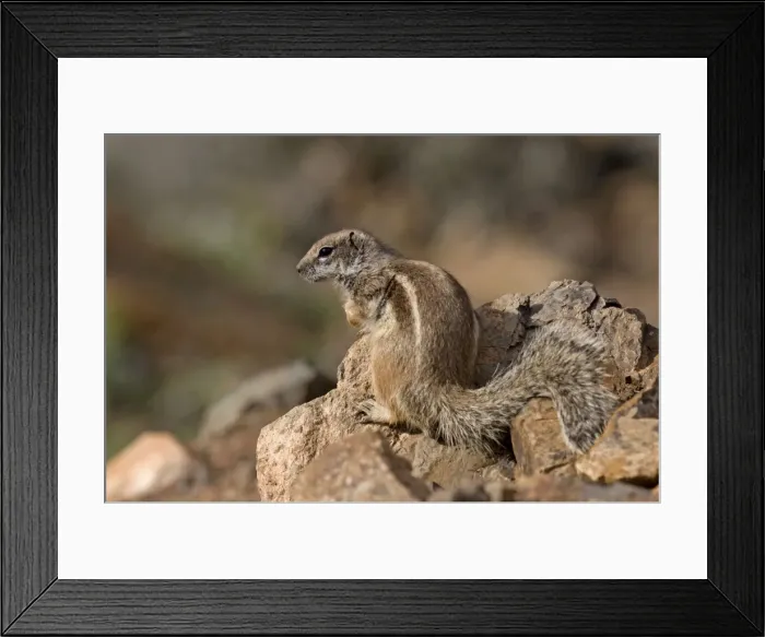 Framed Print : Barbary Ground Squirrel - Fuerteventura - Canary Islands Framed Print : Barbary Ground Squirrel - Fuerteventura - Canary Islands