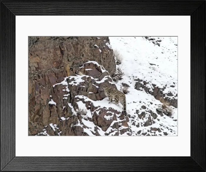 Framed Print : Snow Leopard - in wild - Rumbak trans Himalaya - Ladakh - J & K India Framed Print : Snow Leopard - in wild - Rumbak trans Himalaya - Ladakh - J & K India