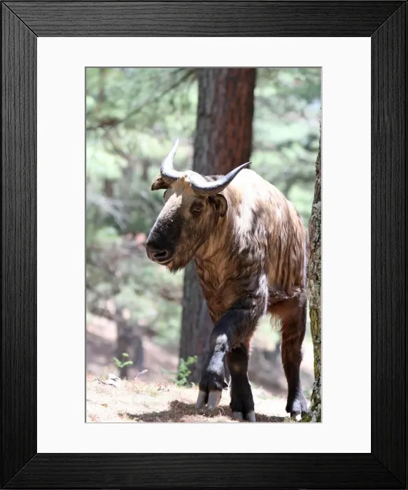 Framed Print : Takin. Bhutan Framed Print : Takin. Bhutan