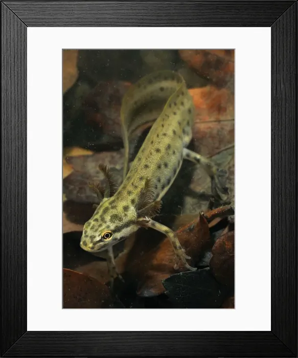 Framed Print : Common Newt - neotenic male - Italy Framed Print : Common Newt - neotenic male - Italy