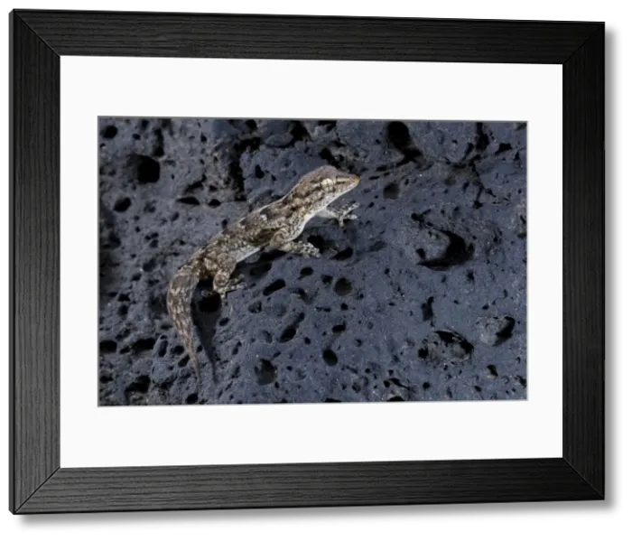 Framed Print : East Canary Gecko - on a volcanic rock - Lanzarote - Canary Islands Framed Print : East Canary Gecko - on a volcanic rock - Lanzarote - Canary Islands