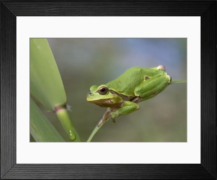 Framed Print : Italian Tree Frog - Tuscany - Italy