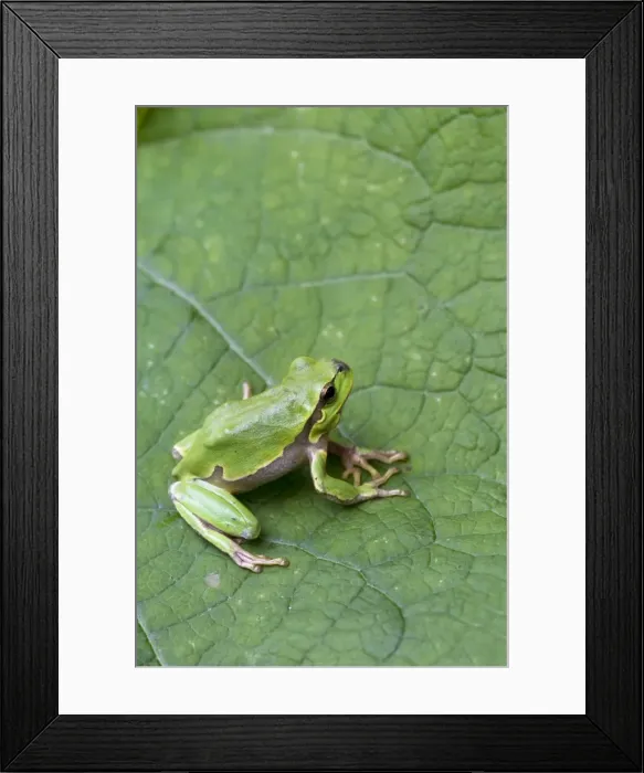 Framed Print : Italian Tree Frog - on leaf - Tuscany - Italy