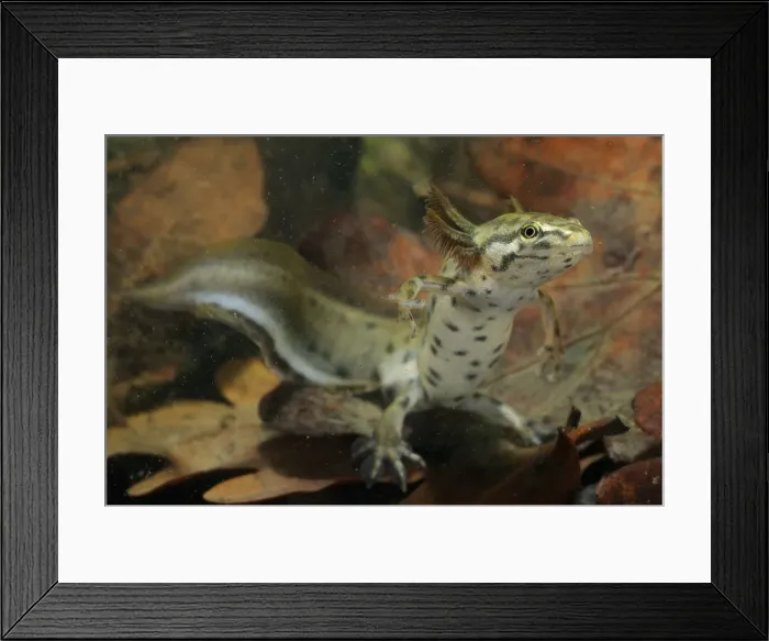Framed Print : Common Newt - neotenic male - Italy Framed Print : Common Newt - neotenic male - Italy