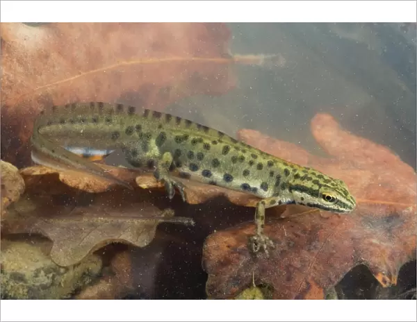 Smooth Newt - male in the water