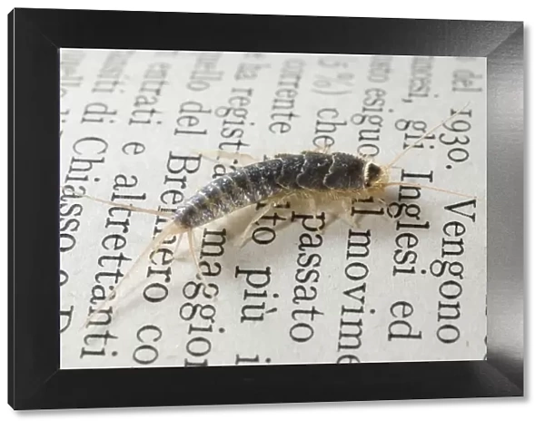 Silverfish  /  Fish-moth  /  Carpet Shark  /  Paramite - on an old book