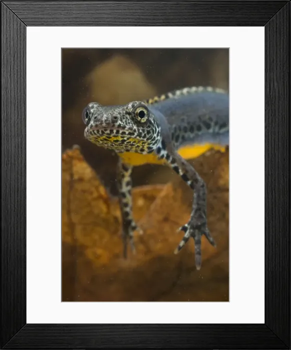 Framed Print : Laurenti's Alpine Newt - breeding male - Apuan Alps Framed Print : Laurenti's Alpine Newt - breeding male - Apuan Alps