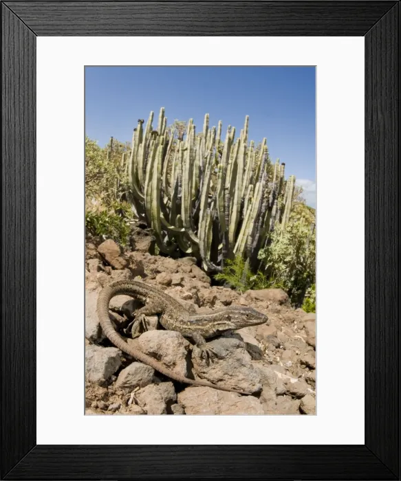 Framed Print : Tenerife Lizard - female - in typical habitat - Tenerife - Canary Islands Framed Print : Tenerife Lizard - female - in typical habitat - Tenerife - Canary Islands