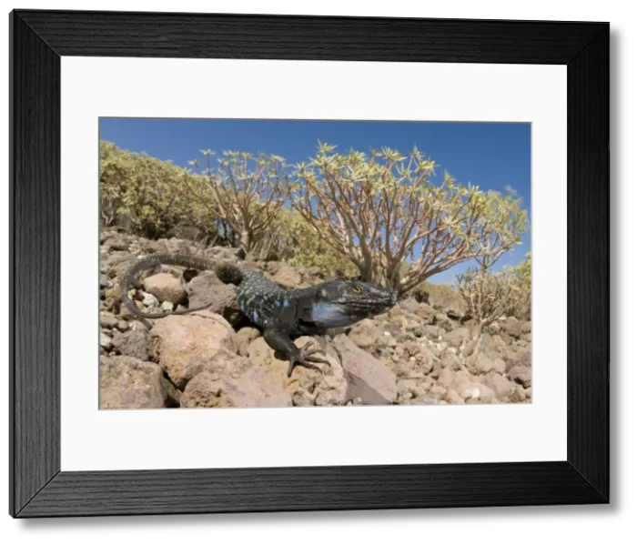 Framed Print : Tenerife / Western Canaries Lizard - male in habitat - Tenerife - Canary Islands Framed Print : Tenerife / Western Canaries Lizard - male in habitat - Tenerife - Canary Islands