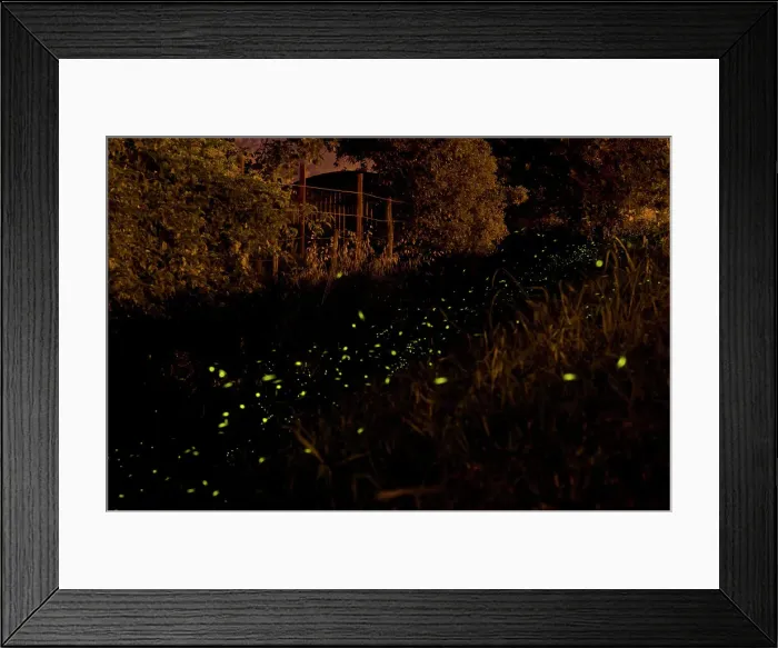Framed Print : The flight of male Fireflies during a summer night - Italy Framed Print : The flight of male Fireflies during a summer night - Italy