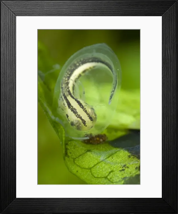 Framed Print : Italian Crested Newt - embryo Framed Print : Italian Crested Newt - embryo