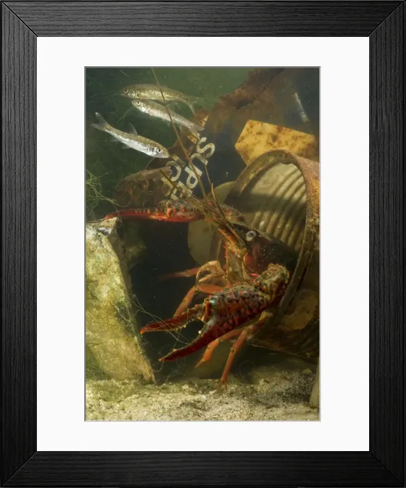 Framed Print : Lousiana Crayfish - in old drum underwater - with Fish (Barbus tiberinus) Framed Print : Lousiana Crayfish - in old drum underwater - with Fish (Barbus tiberinus)