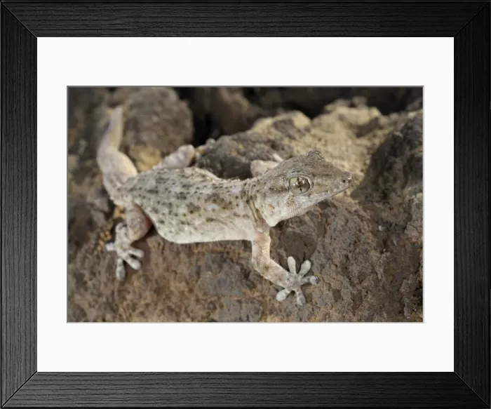Framed Print : Tenerife Gecko - Tenerife - Canary Islands Framed Print : Tenerife Gecko - Tenerife - Canary Islands