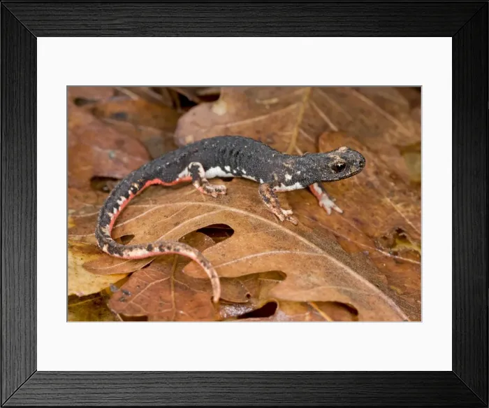 Framed Print : Spectacled Salamander - the only endemic genus of the italian herpetofauna - Italy Framed Print : Spectacled Salamander - the only endemic genus of the italian herpetofauna - Italy