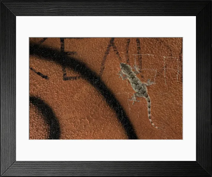 Framed Print : Moorish Gecko - climbing city wall Framed Print : Moorish Gecko - climbing city wall