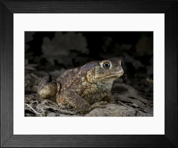 Framed Print : Common Toad - at night Framed Print : Common Toad - at night