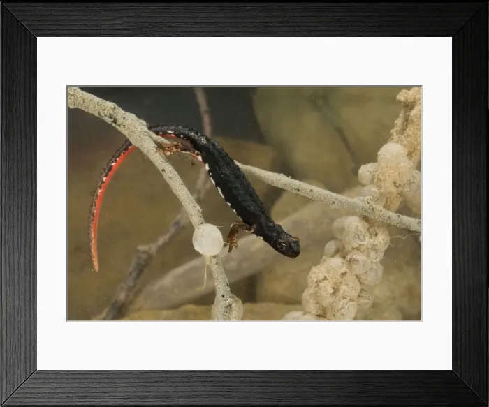 Framed Print : Spectacled Salamander - in water with eggs - Italy Framed Print : Spectacled Salamander - in water with eggs - Italy