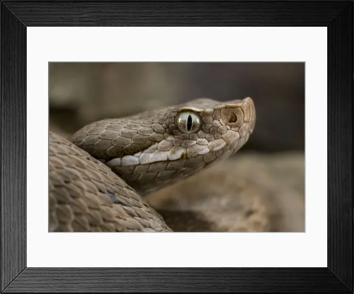 Framed Print : Asp Viper - Central Italy Framed Print : Asp Viper - Central Italy