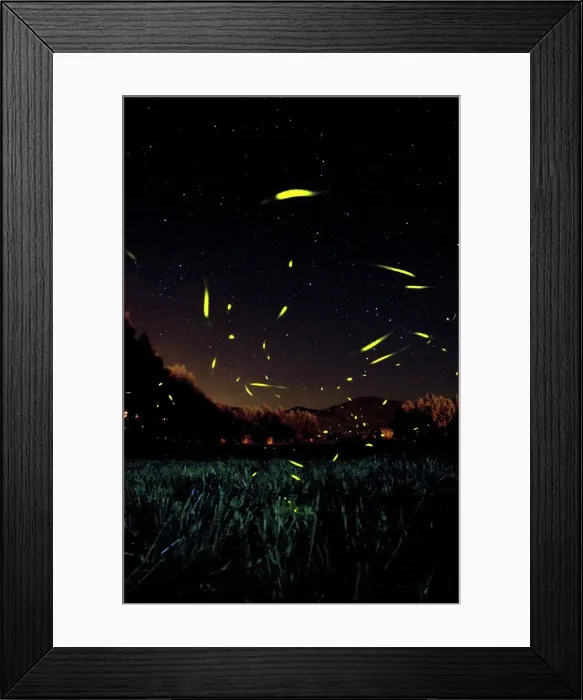 Framed Print : The flight of male Fireflies during a summer night - Italy Framed Print : The flight of male Fireflies during a summer night - Italy