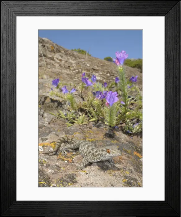Framed Print : La Gomera Gecko - in habitat - Canary Islands Framed Print : La Gomera Gecko - in habitat - Canary Islands