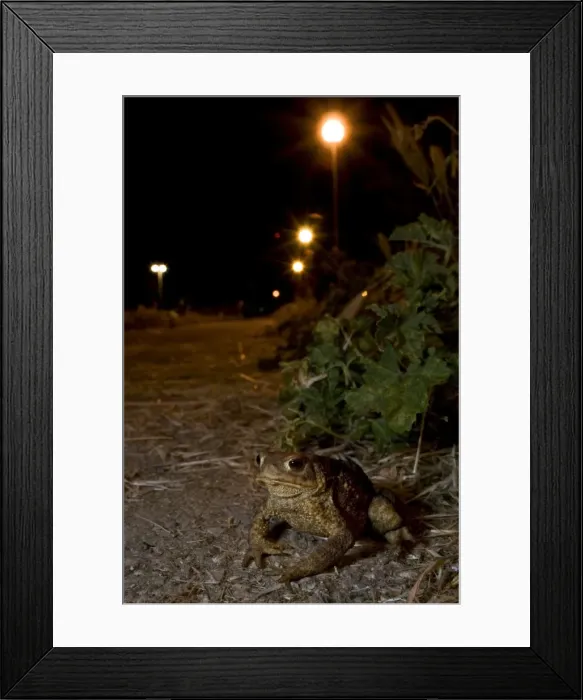 Framed Print : Common Toad - in urban environment at night