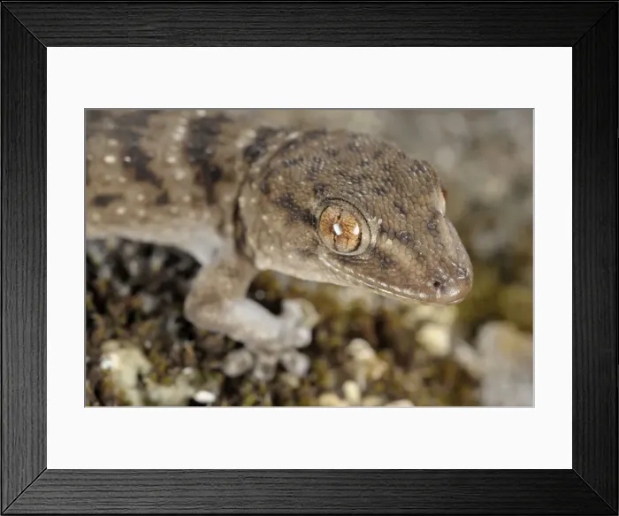 Framed Print : La Gomera Gecko - Canary Islands Framed Print : La Gomera Gecko - Canary Islands
