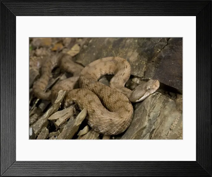 Framed Print : Asp Viper - Central Italy Framed Print : Asp Viper - Central Italy
