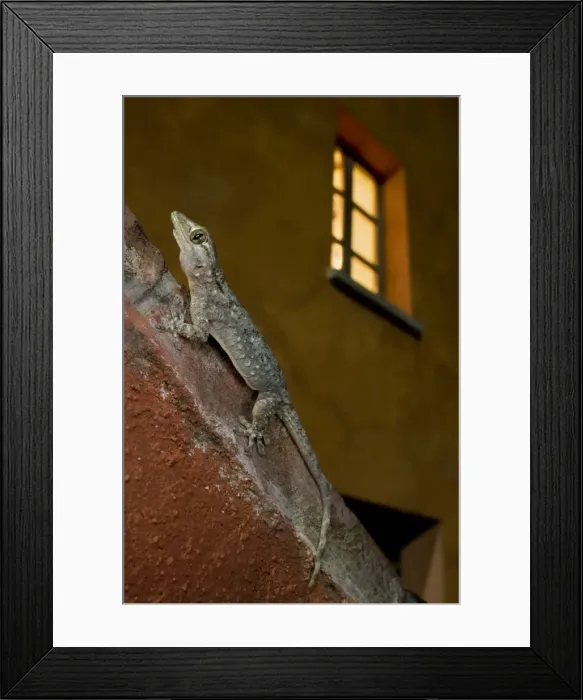 Framed Print : Moorish Gecko - climbing wall in the city lights waiting for insects Framed Print : Moorish Gecko - climbing wall in the city lights waiting for insects