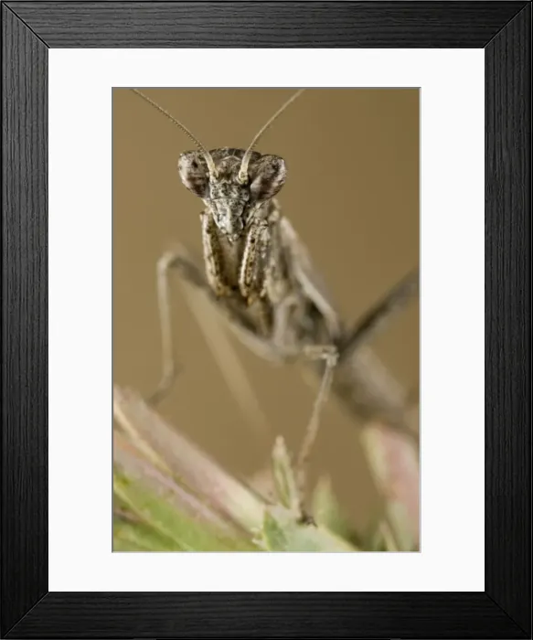 Framed Print : Mediterranean Ground Mantis - nymph Framed Print : Mediterranean Ground Mantis - nymph