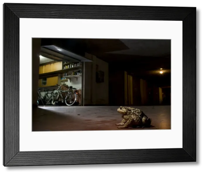 Framed Print : Common Toad - in urban environment at night Framed Print : Common Toad - in urban environment at night