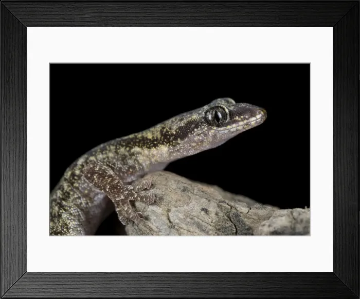 Framed Print : European Leaf-toed Gecko - Italy Framed Print : European Leaf-toed Gecko - Italy