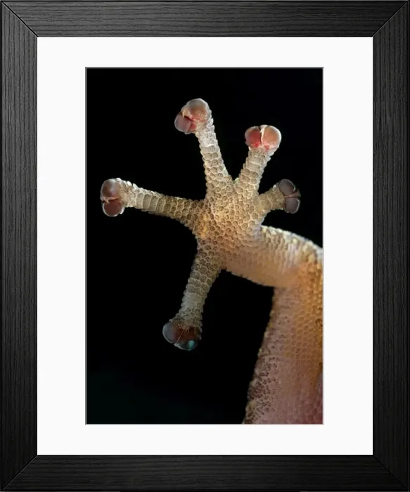Framed Print : European Leaf-toed Gecko - close-up of hindleg - Tuscany - Italy Framed Print : European Leaf-toed Gecko - close-up of hindleg - Tuscany - Italy