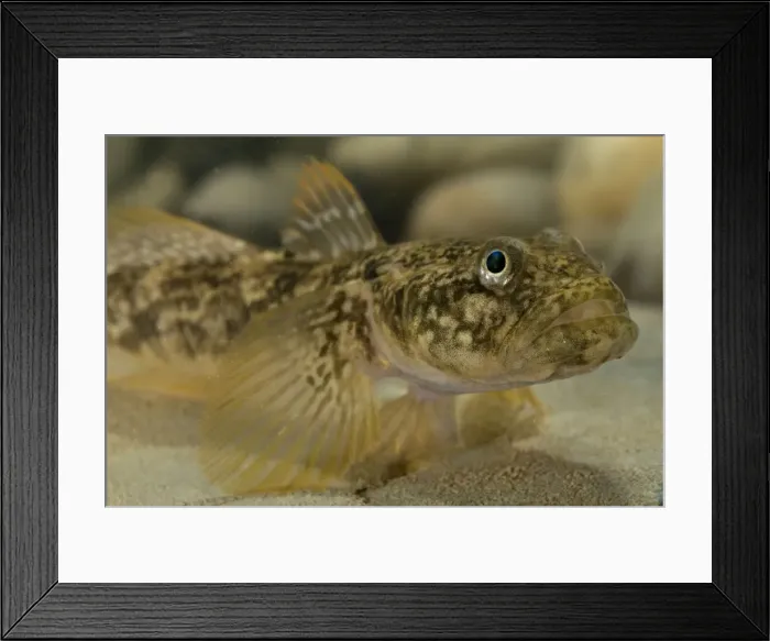 Framed Print : Arno Goby Fish - adult male - Central Italy