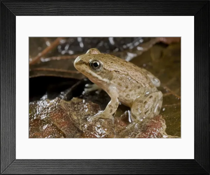 Framed Print : Italian Stream Frog - Tuscany - Italy Framed Print : Italian Stream Frog - Tuscany - Italy