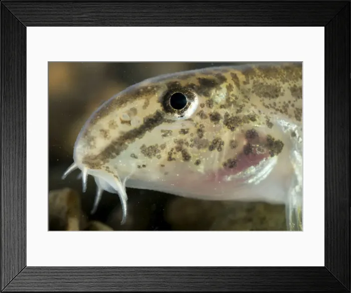 Framed Print : Italian Spined Loach - Italy Framed Print : Italian Spined Loach - Italy