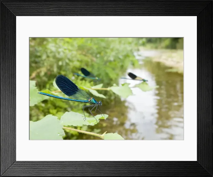 Framed Print : Banded Demoiselle - males in their habitat Framed Print : Banded Demoiselle - males in their habitat