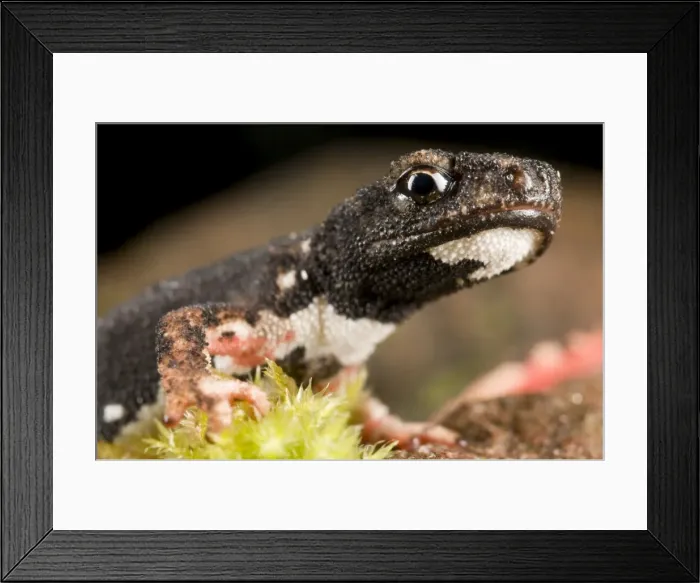 Framed Print : Spectacled Salamander - the only endemic genus of the italian herpetofauna - Italy Framed Print : Spectacled Salamander - the only endemic genus of the italian herpetofauna - Italy