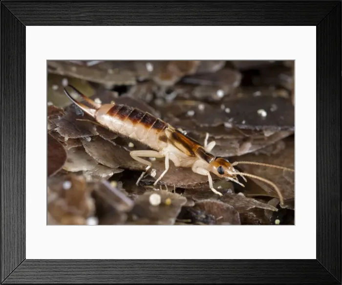 Framed Print : Tawny / Giant / Striped / Riparian / Common Brown Earwig Framed Print : Tawny / Giant / Striped / Riparian / Common Brown Earwig