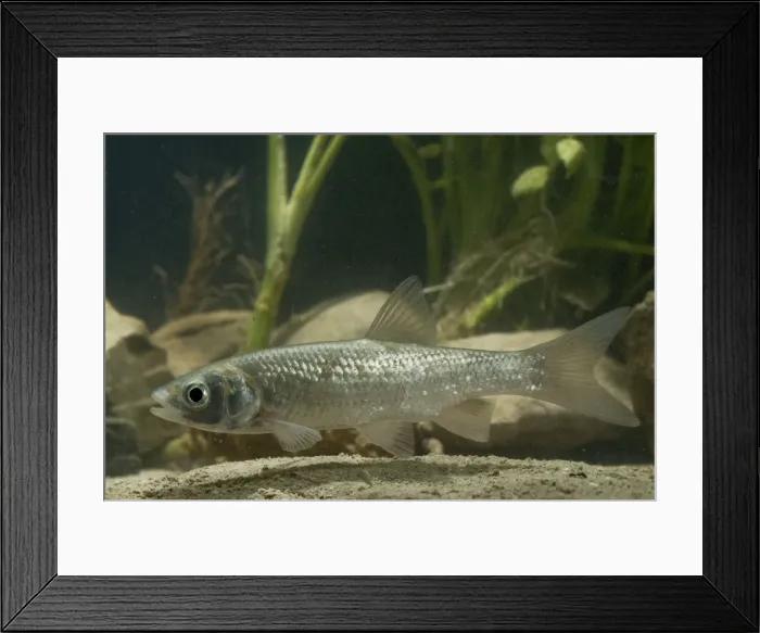 Framed Print : European Chub - in habitat Framed Print : European Chub - in habitat